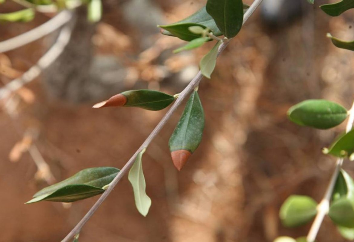 Contro la xylella con metodi naturali