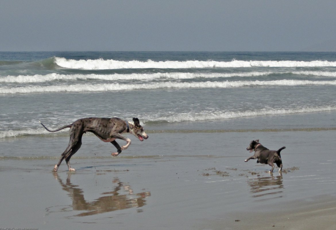 È vietato portare i cani sulle spiagge libere!