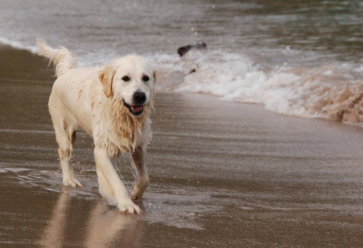 Cani in spiaggia? Non disturbano più degli umani