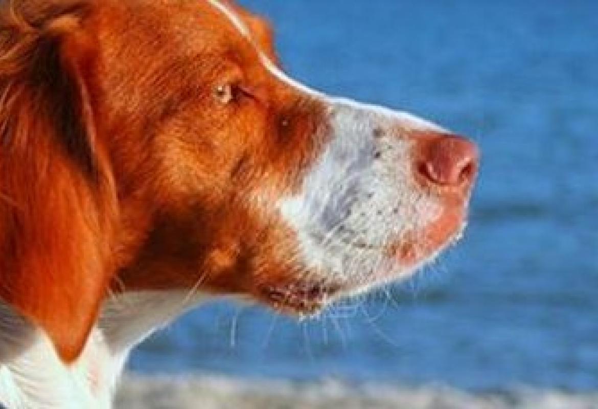 Cani in spiagga, occorre educare i padroni e controllare