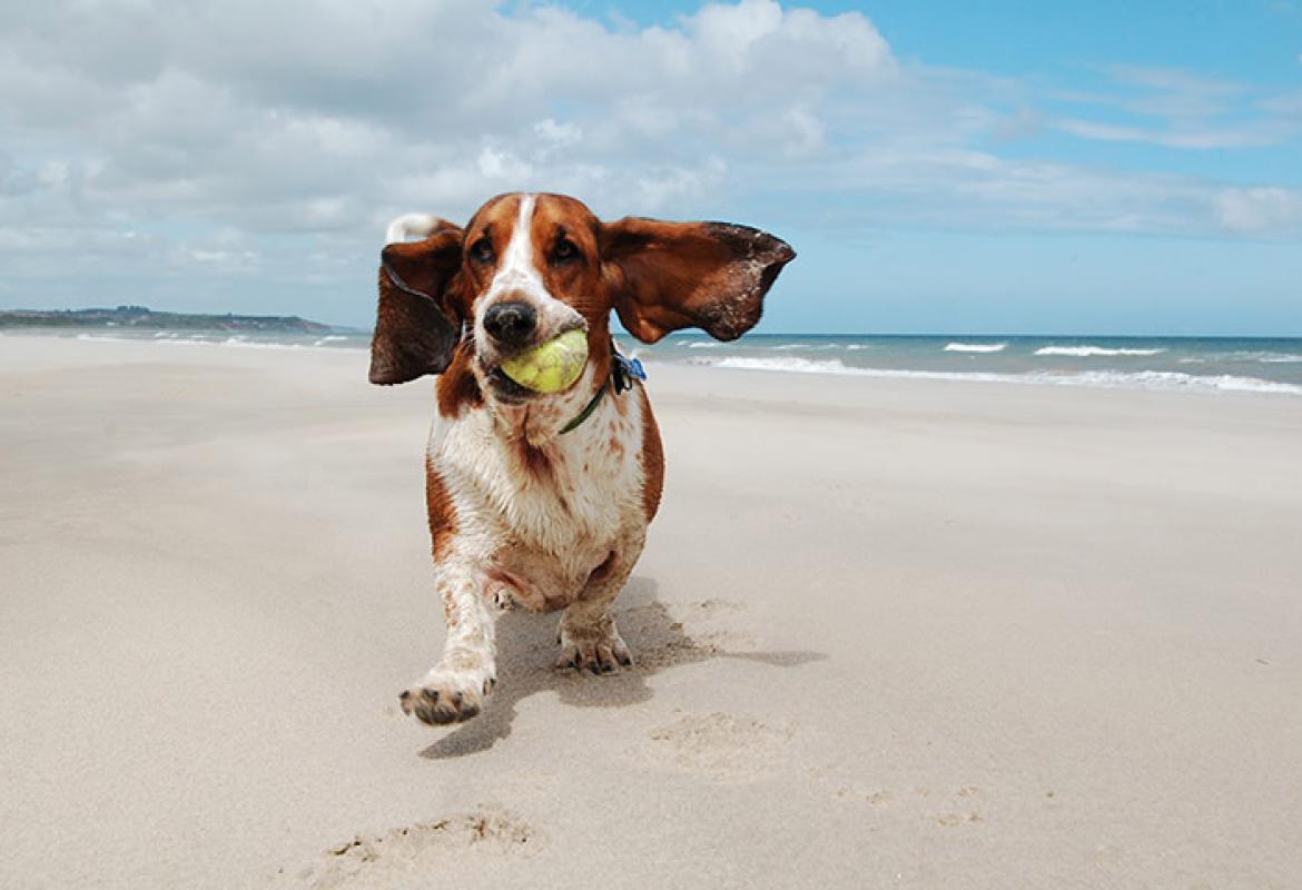 Cani in spiaggia, educare i padroni è un obbiettivo possibile