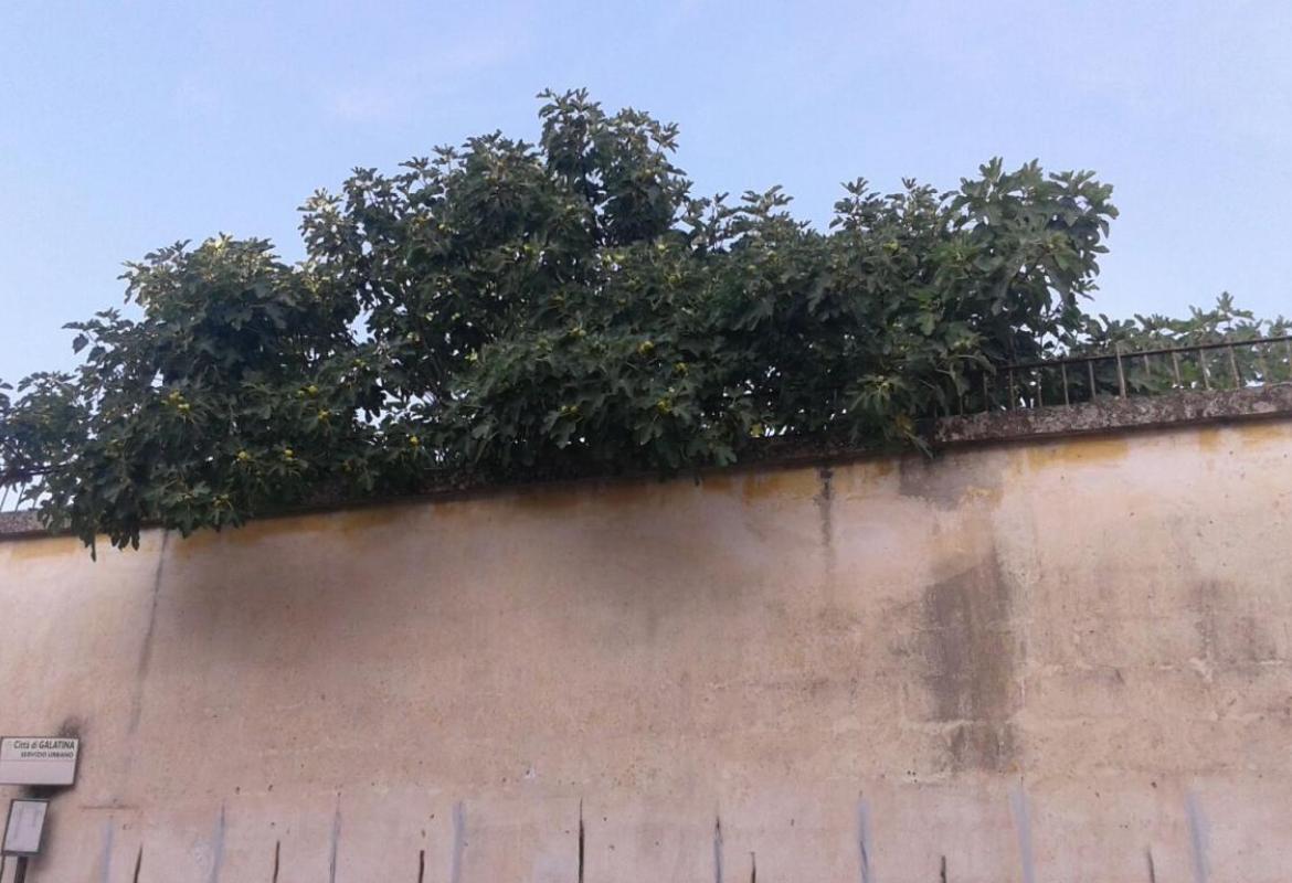 Attenzione, piovono fichi! E nessuno pulisce