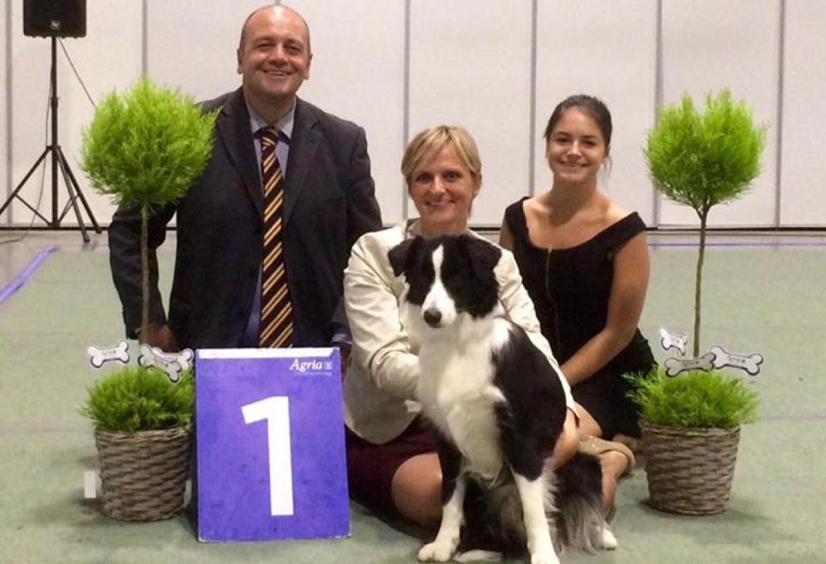 Border Collie galatinese campione d'Europa ad Oslo