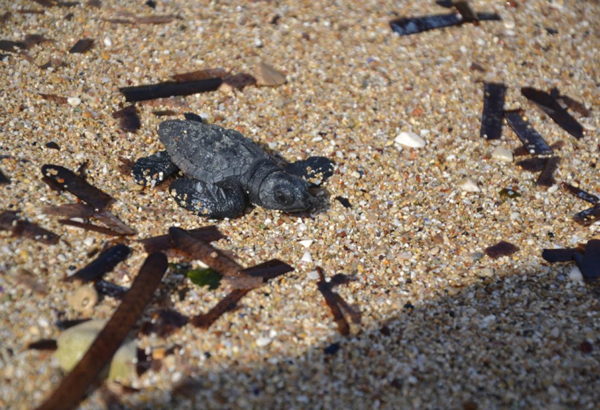 Restituite al mare quattro piccole Caretta caretta