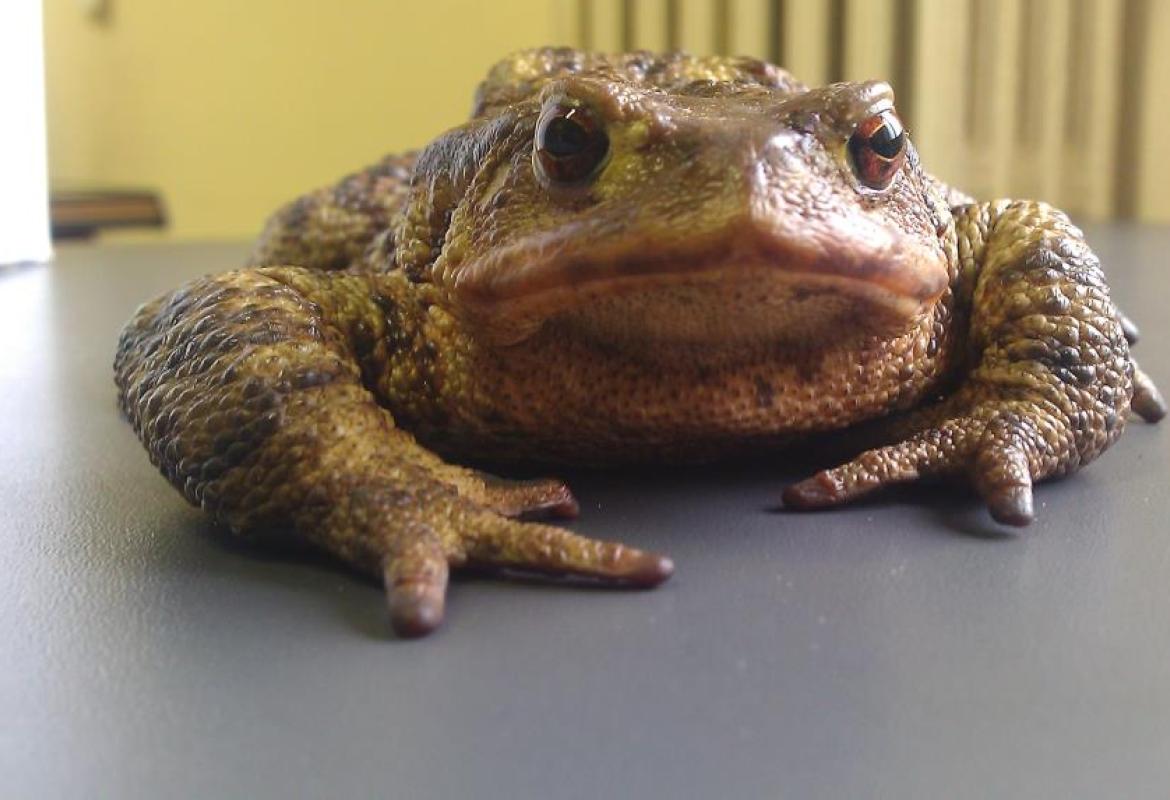 Un rospo in via Trinchese