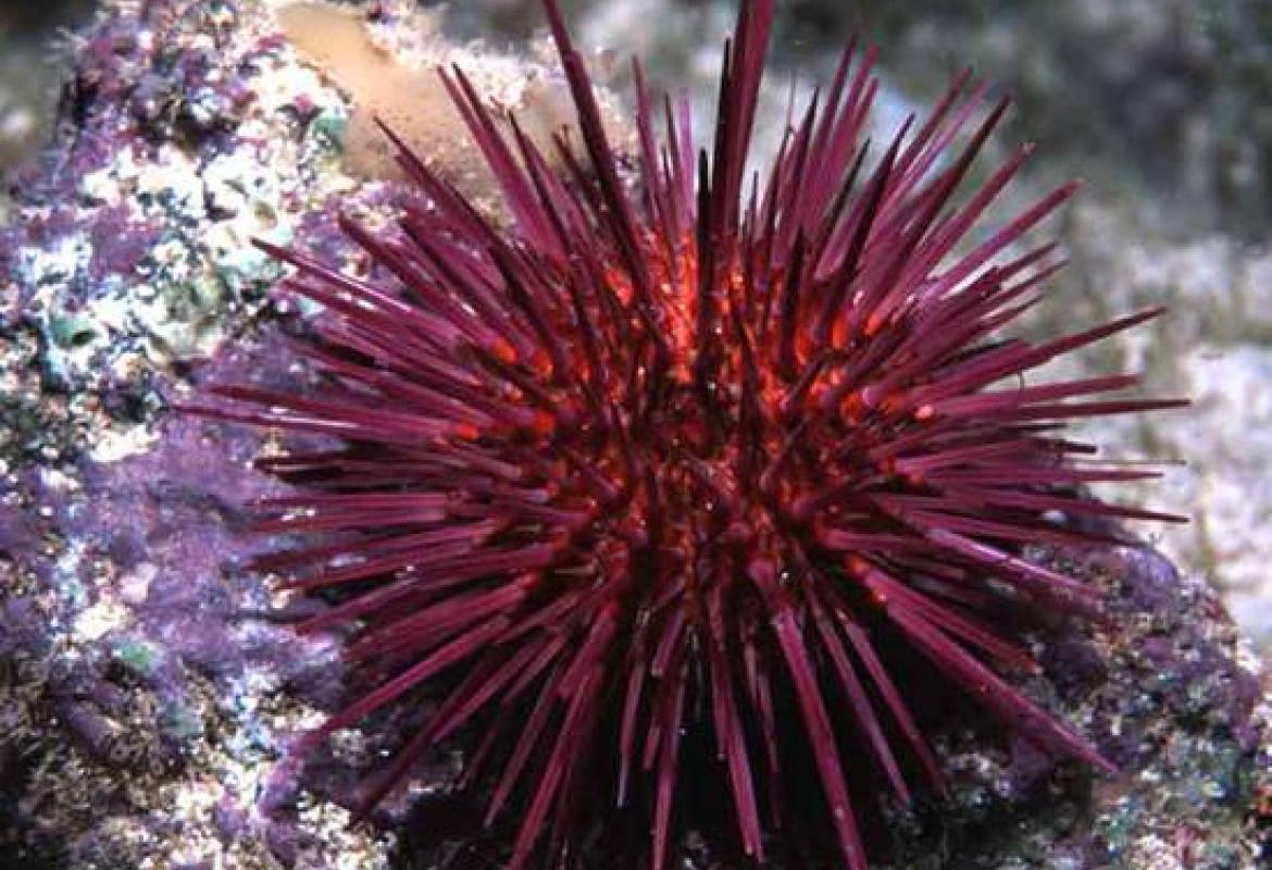 Si studia il riccio di mare per difendere l'uomo e l'ambiente