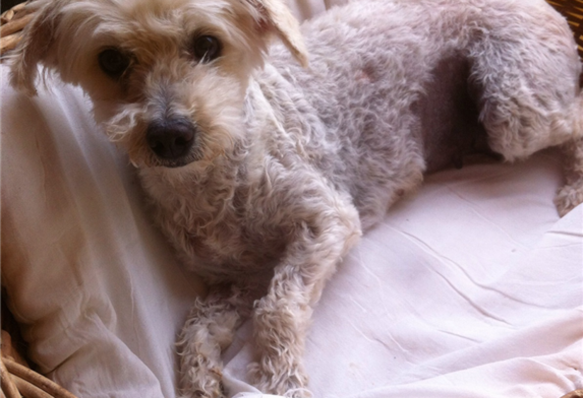 &quot;Aiutatemi a ritrovare la mia barboncina&quot;