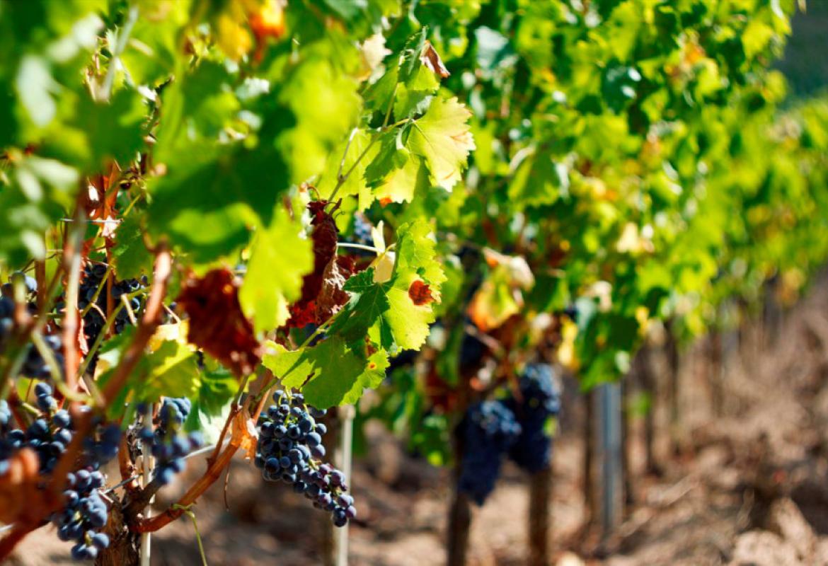 Autunno, è tempo di vendemmia anche per i più piccoli