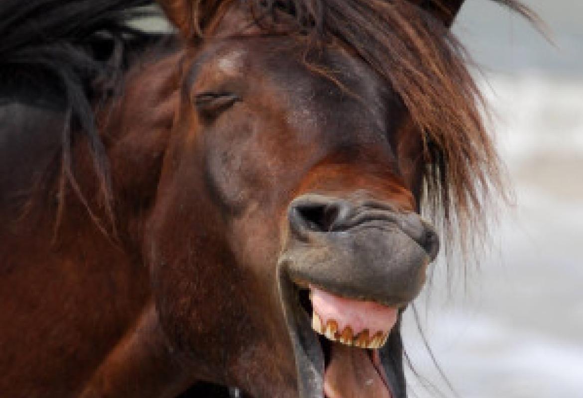 Davanti ai Carabinieri u Paulucciu zzaccau a fare u pacciu