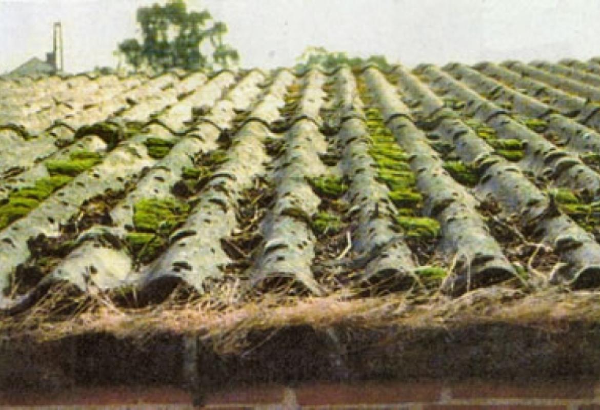 Cutrofiano eternit free