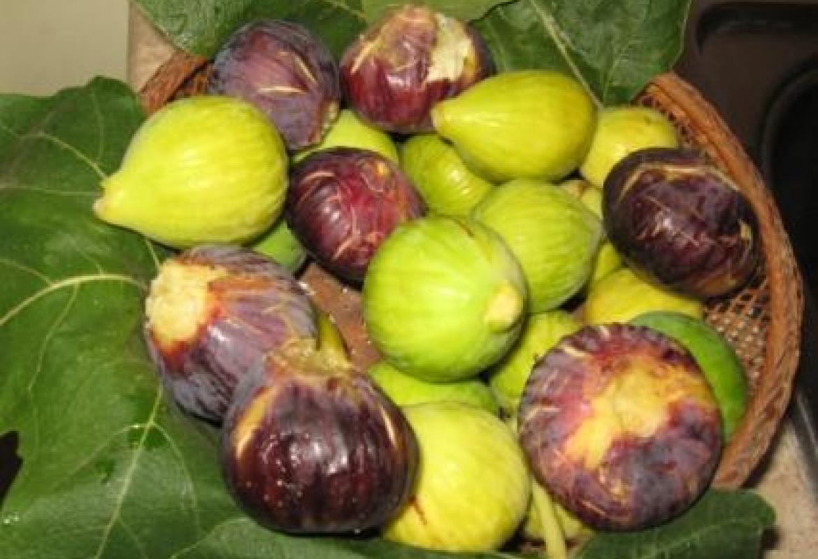 Tutti i 'Fichi di Puglia' 