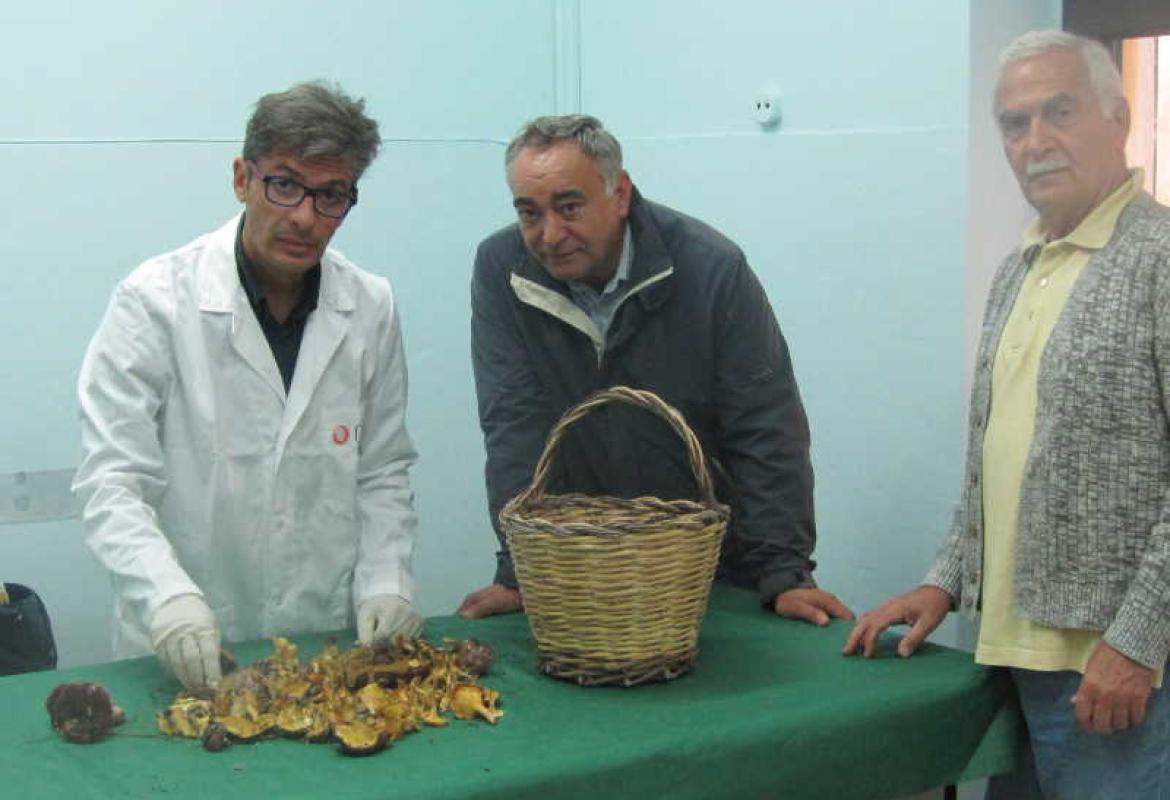 Attenti ai mariddhruni! Non sono commestibili