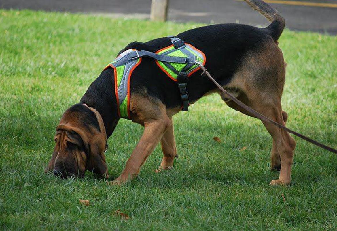 &quot;Il tuo cane può imparare a seguire le tracce di un uomo&quot;