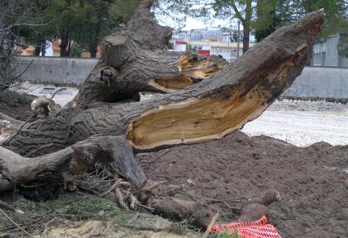 Il gelso era fortemente compromesso