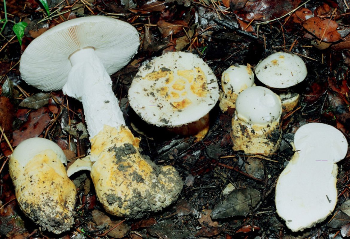 Anziana ricoverata in nefrologia a Galatina dopo aver mangiato funghi velenosi