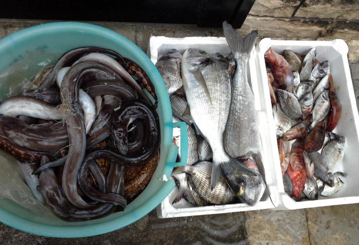 Sequestrati ad un pescatore sportivo 45 kg di orate, saraghi e dentici
