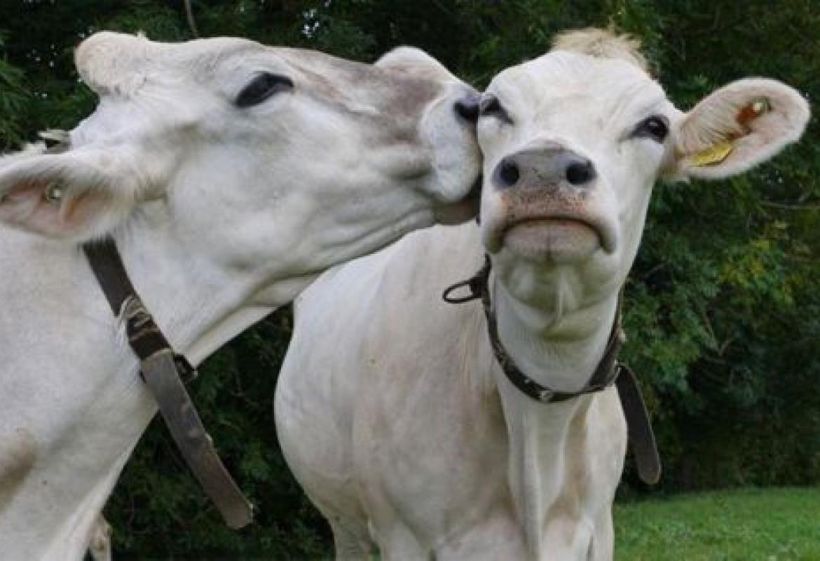 VeronaFiere ha incontrato a Mottola gli allevatori pugliesi