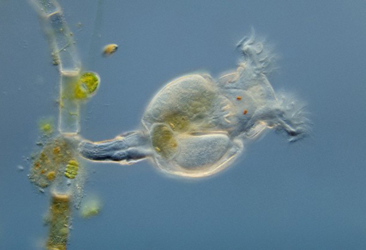 Senza sesso né acqua 'rubano' DNA