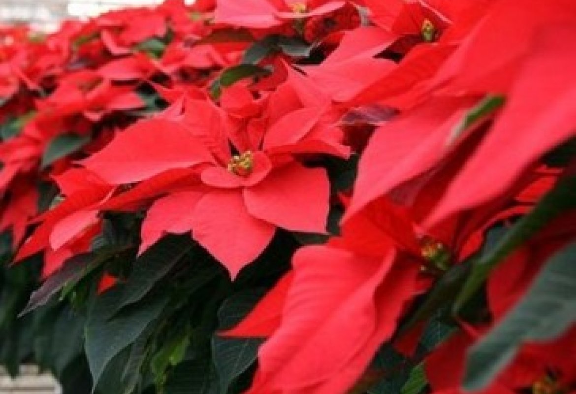 Una stella per la speranza