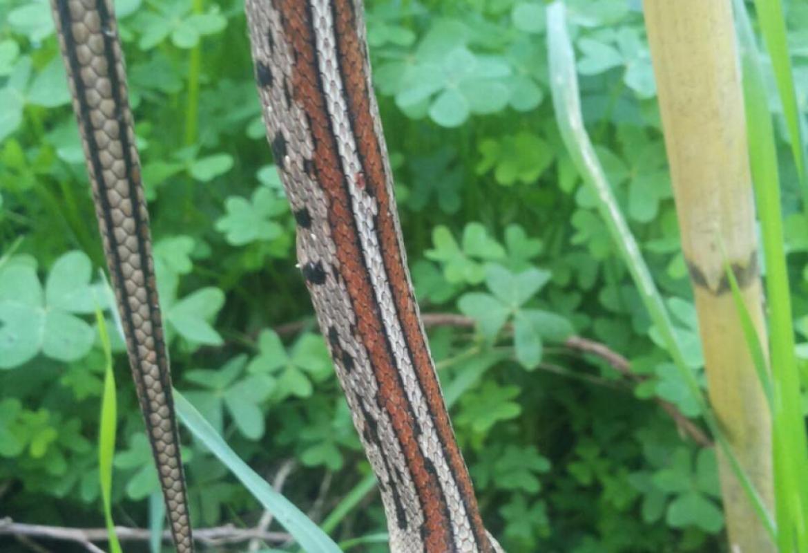 Colubro leopardino trovato morto in via Ugo Lisi