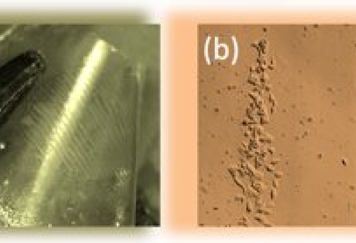 Il calore per elettrizzare pellicole che manipolano le cellule