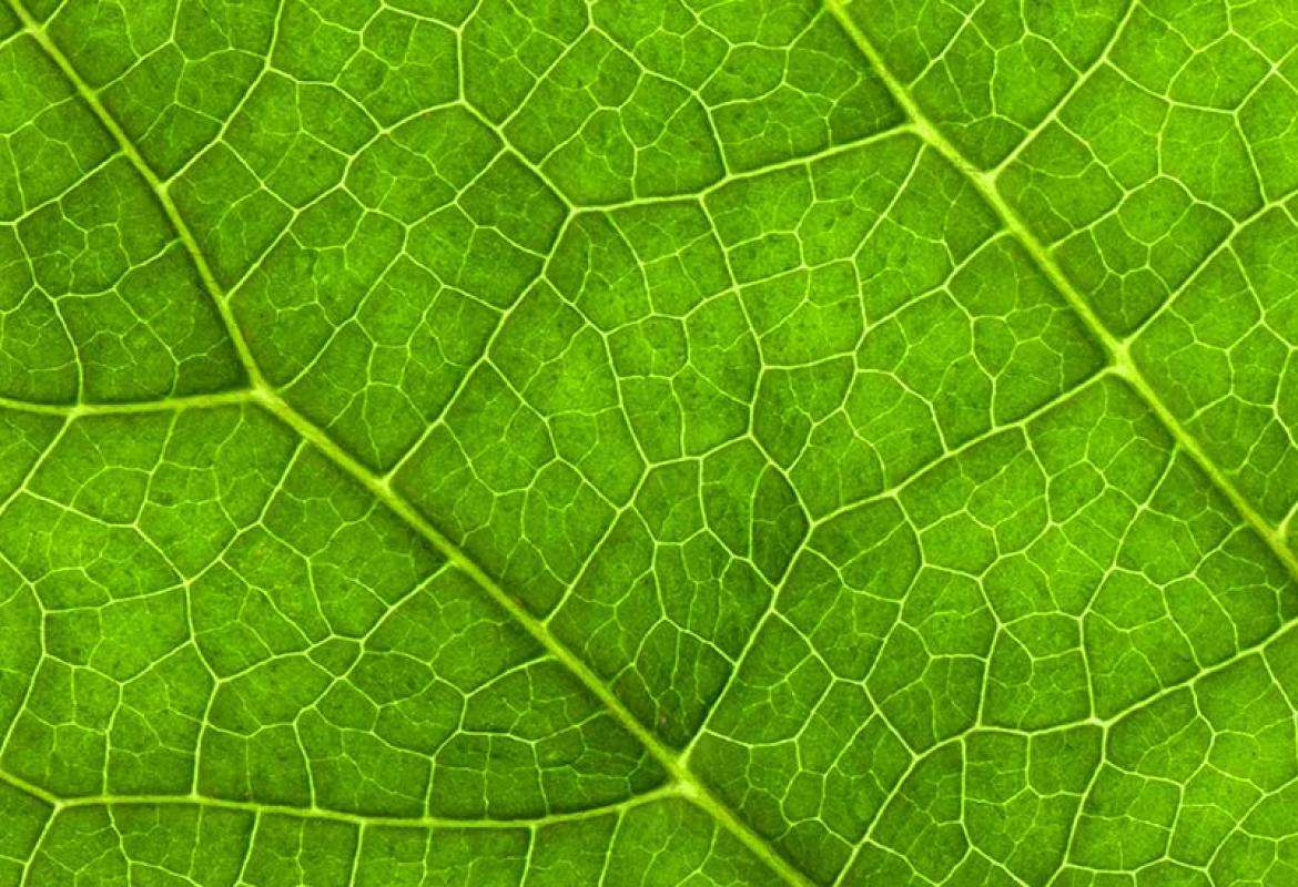 Fisica quantistica e biologia insieme migliorano le tecnologie solari