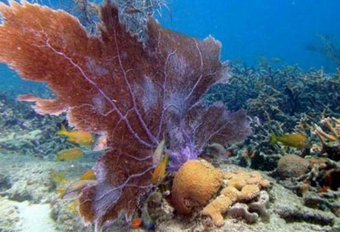 L'ambiente marino, un convegno ospitato da Unisalento