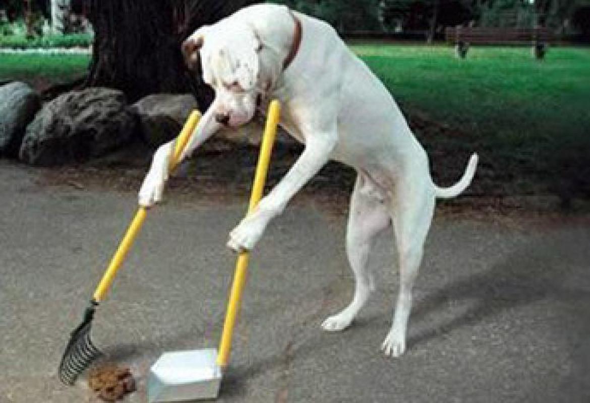 I bisognini di Wizzy