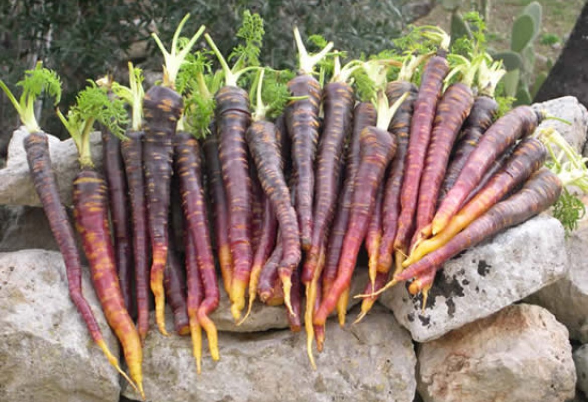 A Tiggiano la Sagra della Pestanaca