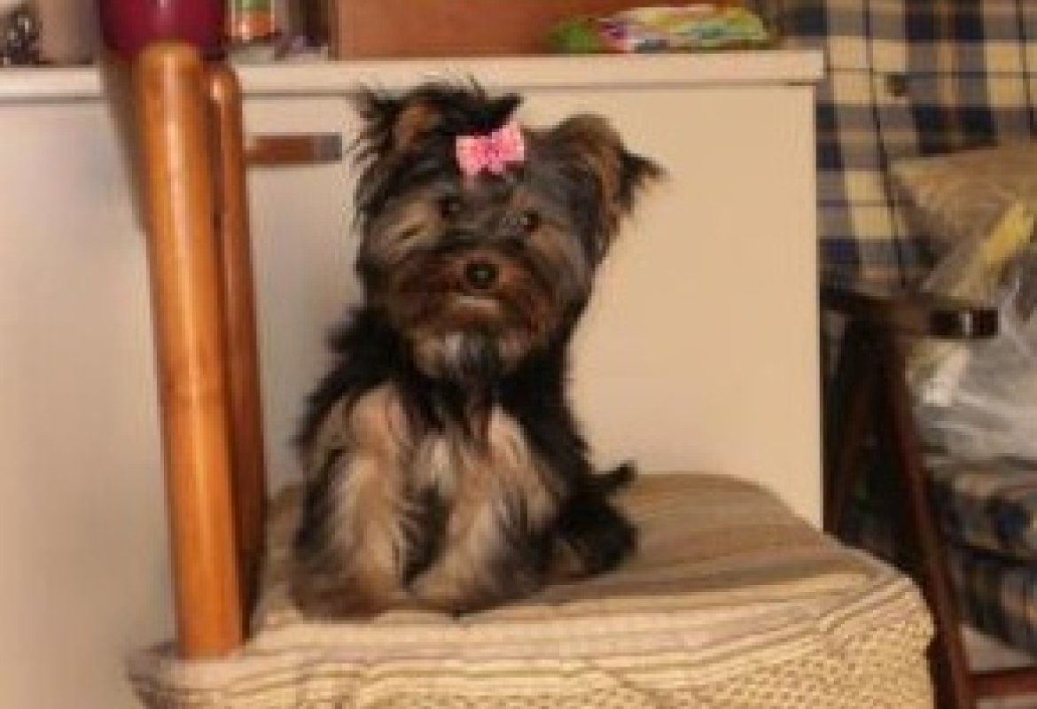 Ritrovata Briciola. Grazie a tutti per l'aiuto!