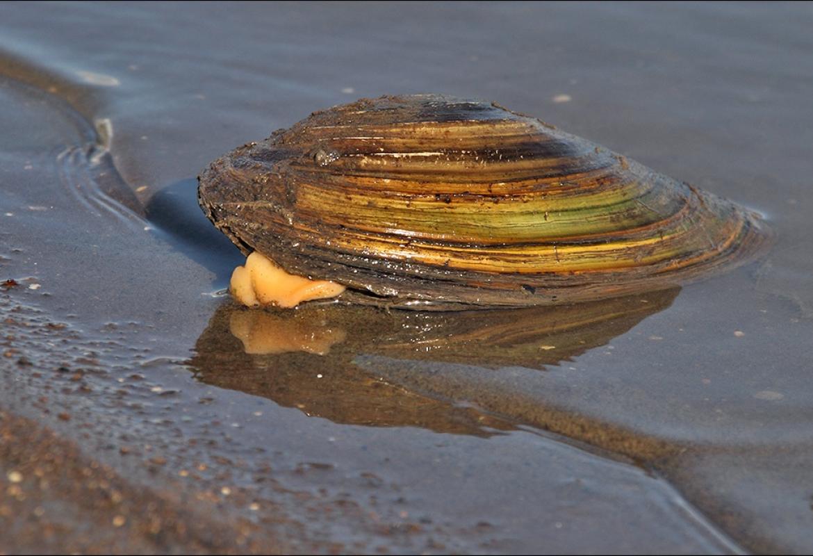 Fondamentali ma in via di scomparsa i molluschi di acqua dolce
