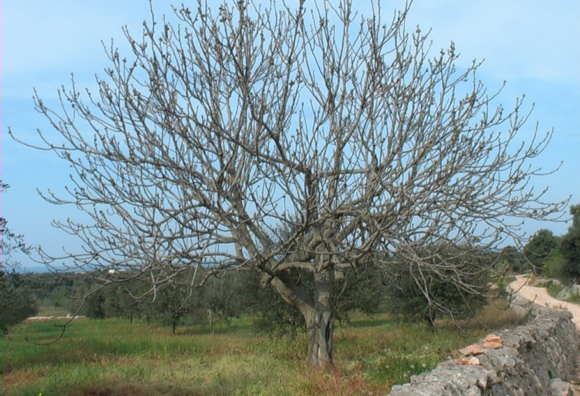  Lascialo ancora quest'anno