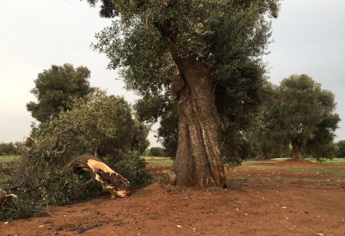 Maltempo, serre distrutte a Brindisi