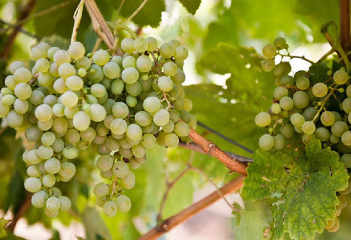 "Radici del Sud", in mostra i migliori vitigni