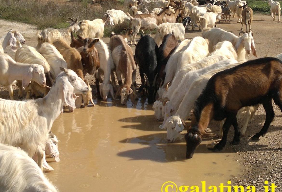 &quot;Le mie pecore ascoltano la mia voce&quot;