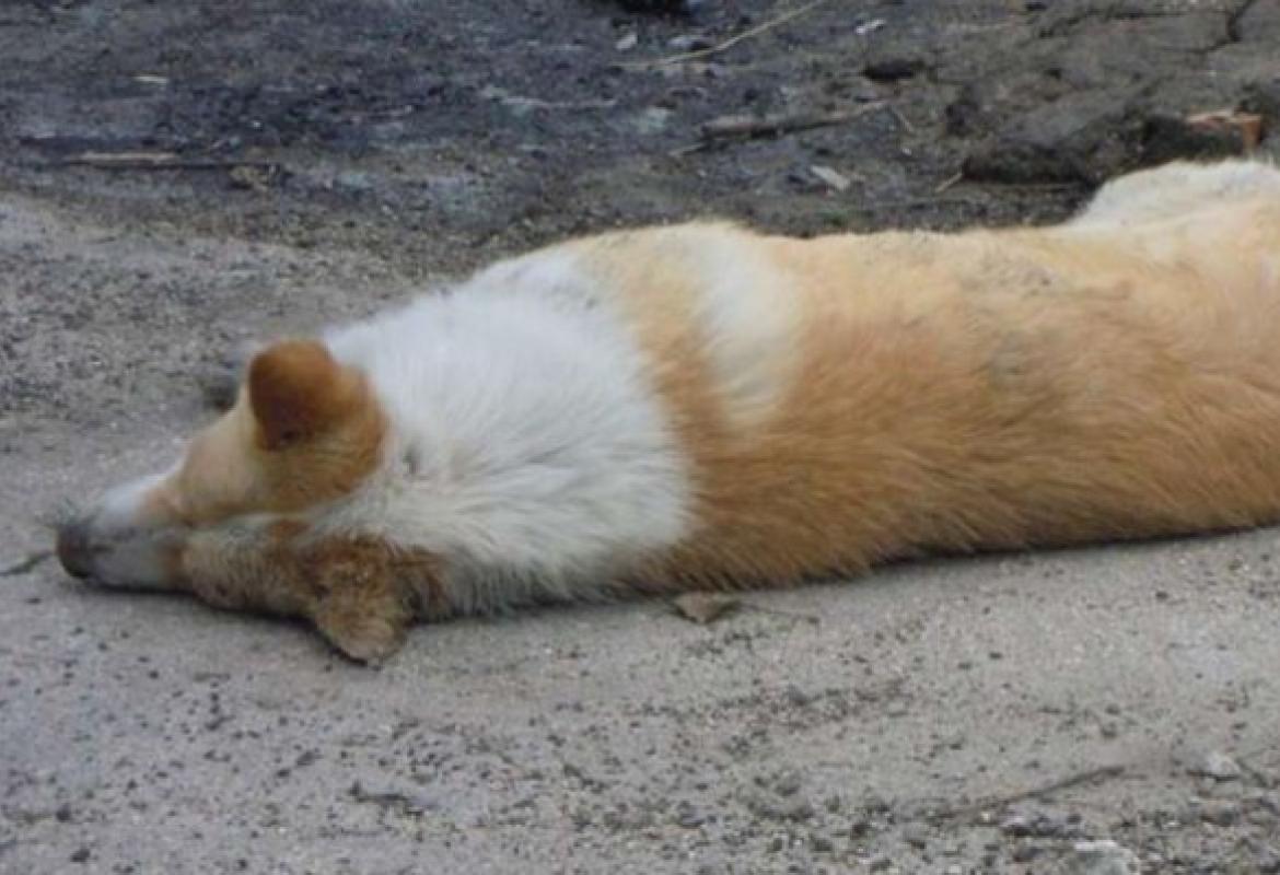 L'ha ucciso una "lumachina"?