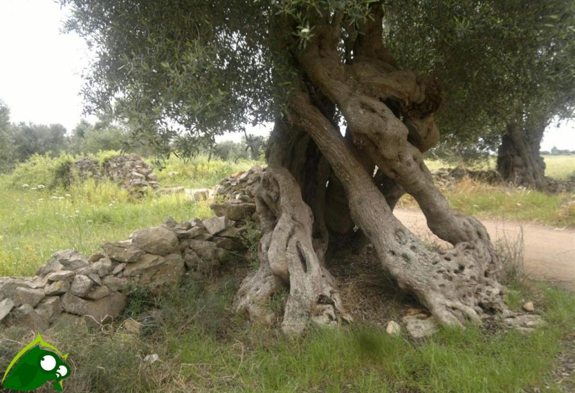 Al via il “Corso teorico-pratico di potatura e innesto dell'olivo”