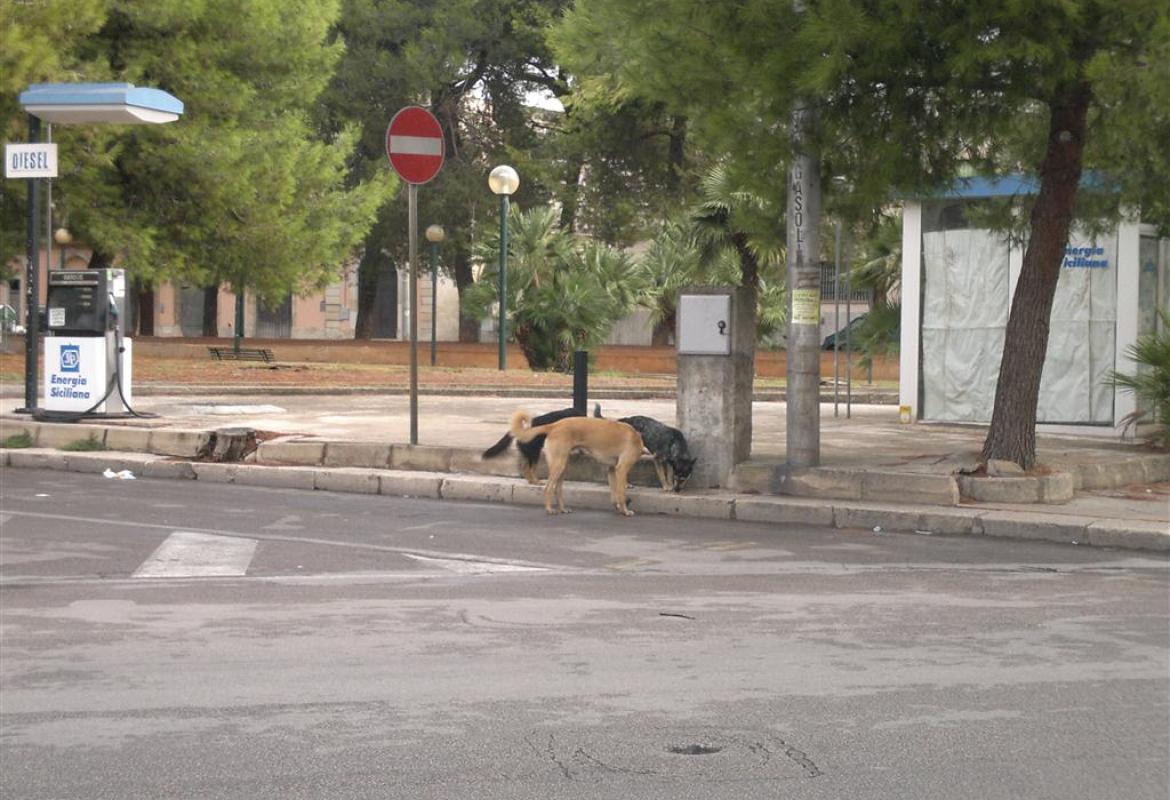 "Il canile era in condizioni di degrado fin dal 2009"