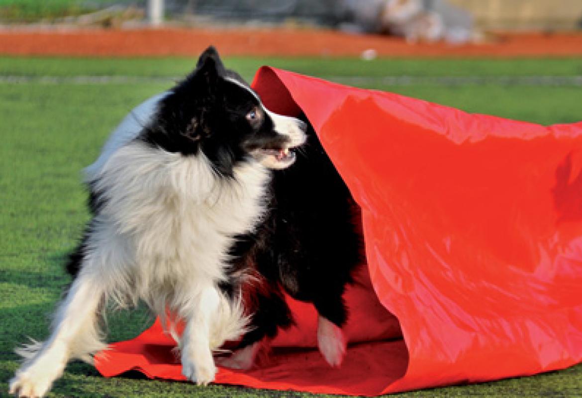Ottimo successo per i "Dog olimpic games"