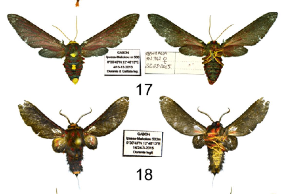 I ricercatori del Museo di Calimera scoprono tre nuove farfalle