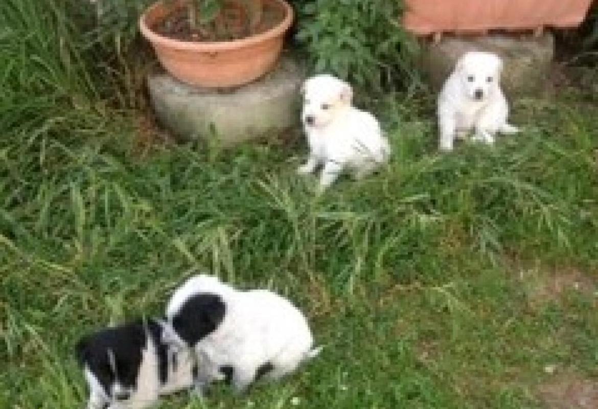 Adottati i tre cuccioli 