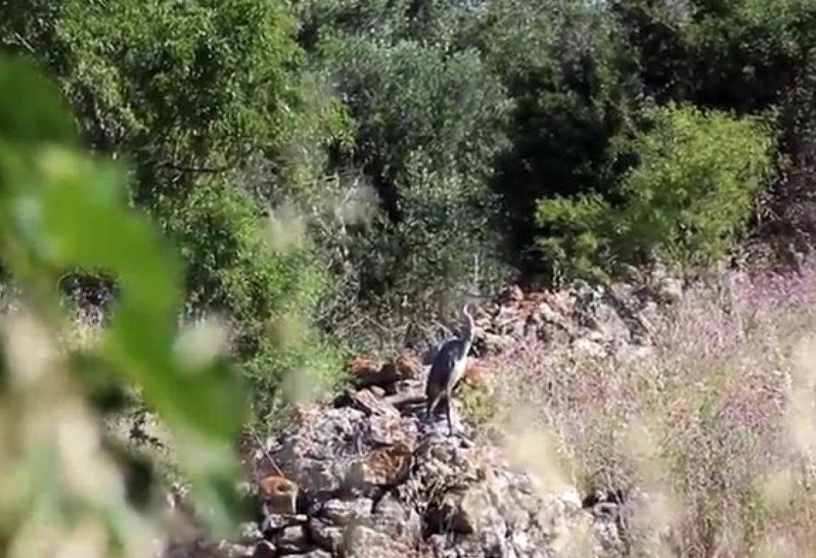 L'Airone cenerino sul canale dell'Asso