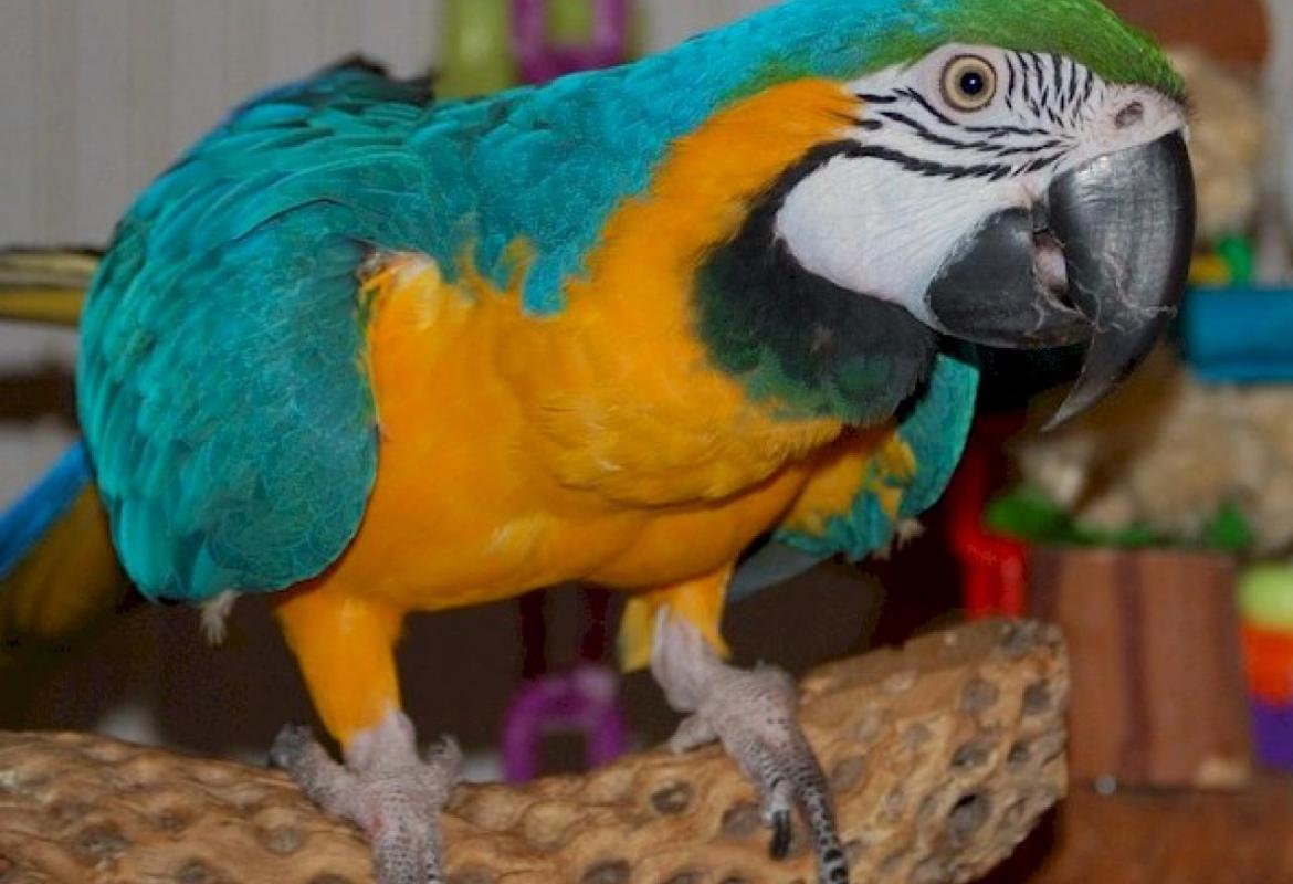 Sia festa anche per gli animali!