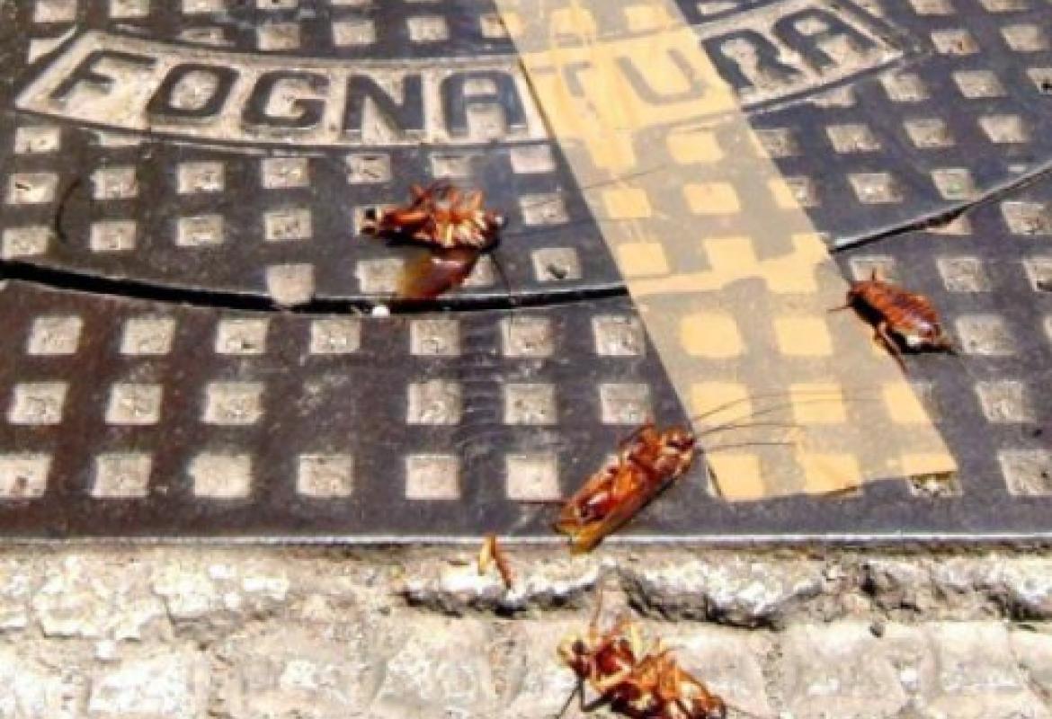 "Le blatte della fogna nera competono ad altri"
