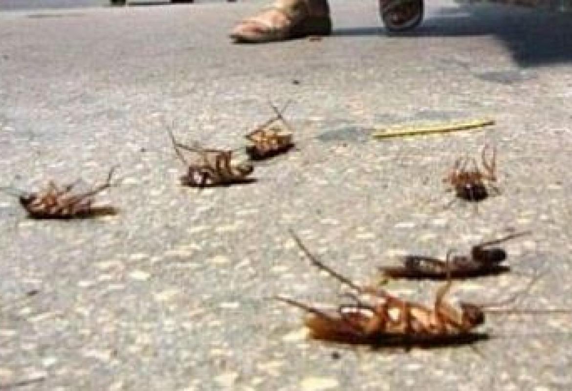 Ore contate per gli scarafaggi galatinesi