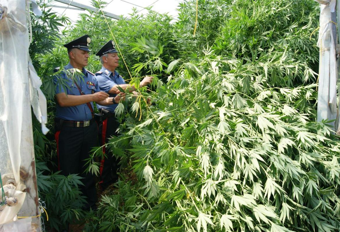 Una piantagione di marijuana ed un arsenale in villa, un arresto a Melendugno