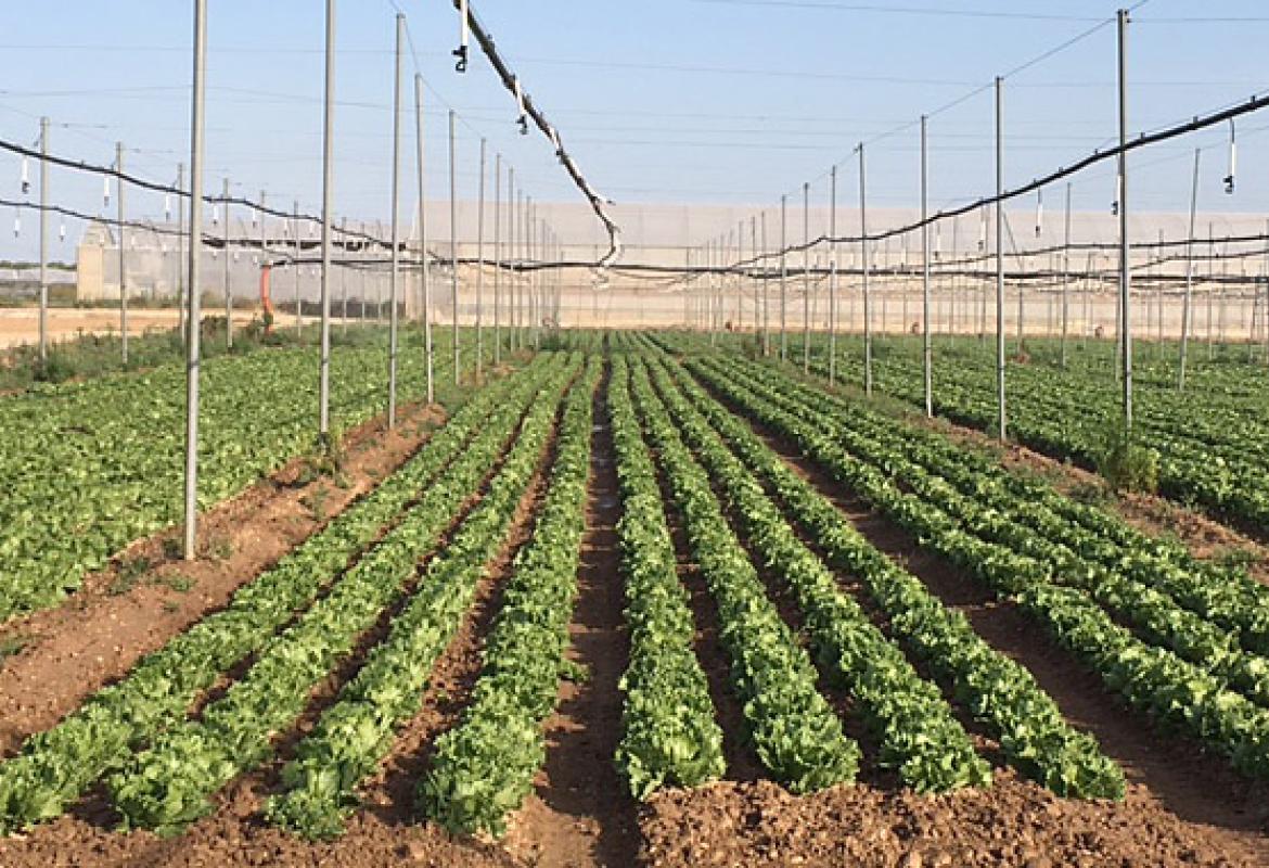 Dal Salento insalata iceberg tutto l’anno