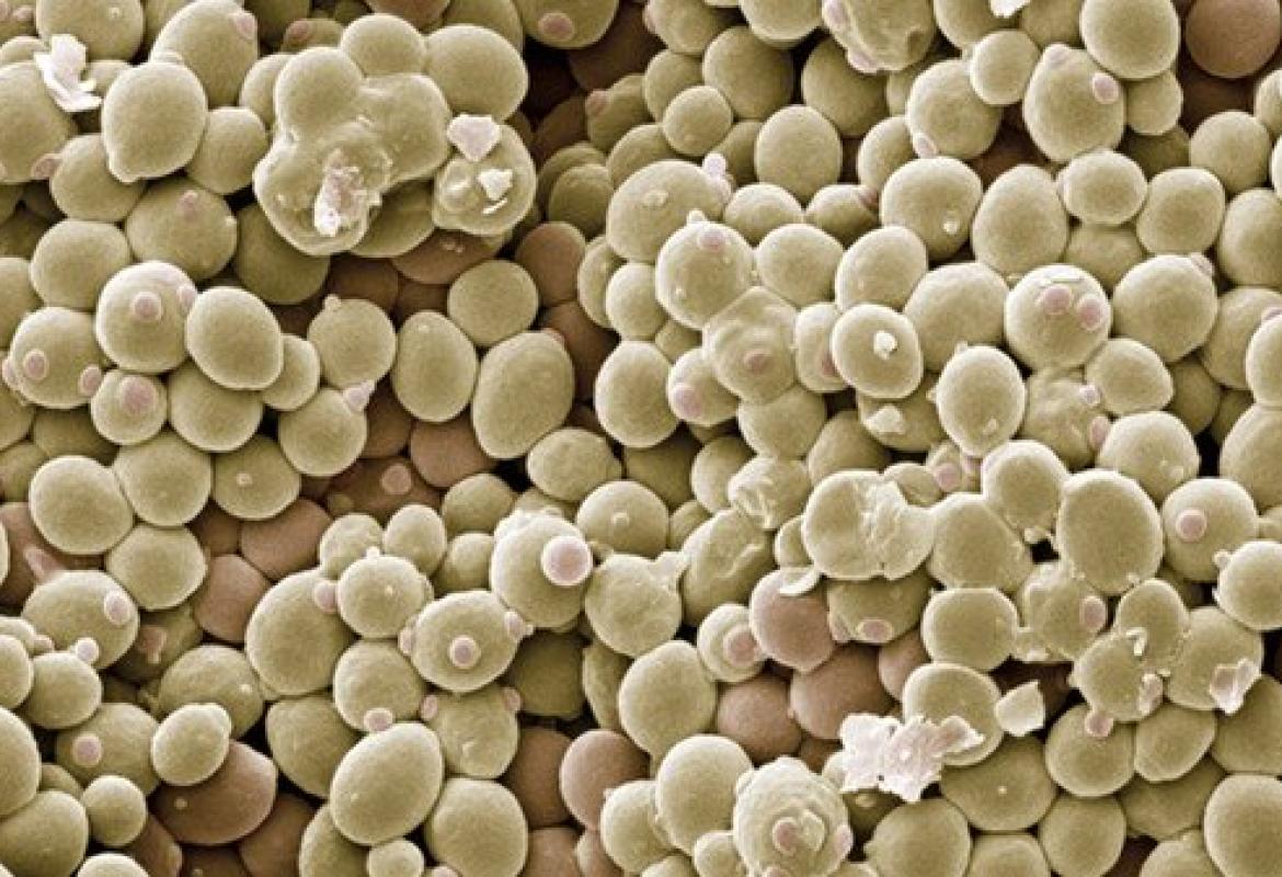 Lo sviluppo della cellula in un modello matematico