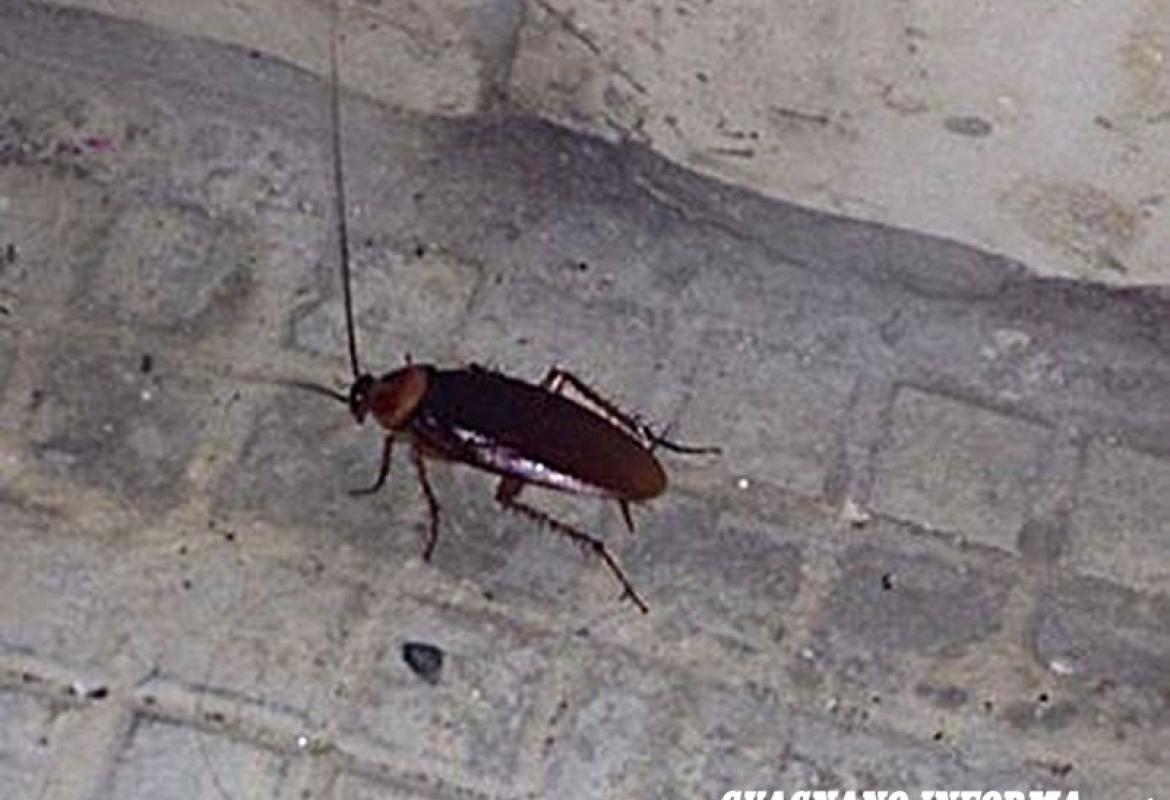 Scarafaggi anche nel centro antico