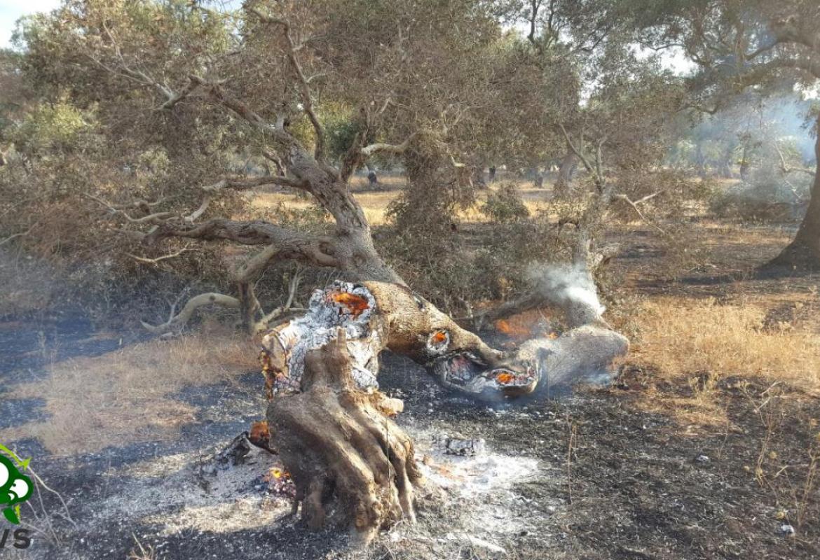 &quot;Più del fuoco potè la stoltezza&quot;